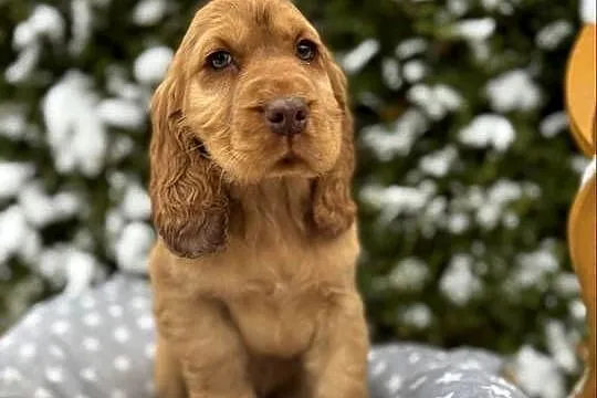Jedyny taki! Piękny piesek Cocker Spaniel Angielski złoty czerwony nos, Śląskie, Dąbrowa Górnicza