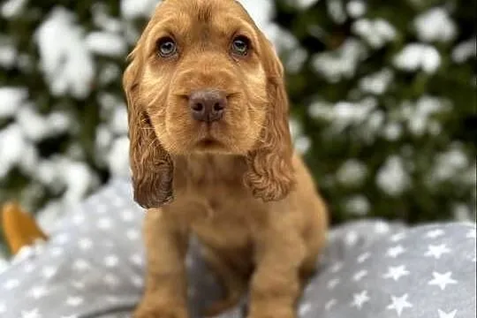 Jedyny taki! Piękny piesek Cocker Spaniel Angielski złoty czerwony nos, Śląskie, Dąbrowa Górnicza