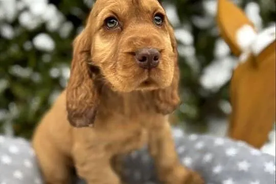 Jedyny taki! Piękny piesek Cocker Spaniel Angielski złoty czerwony nos, Śląskie, Dąbrowa Górnicza