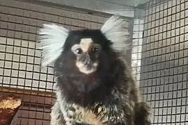Marmozeta białoucha