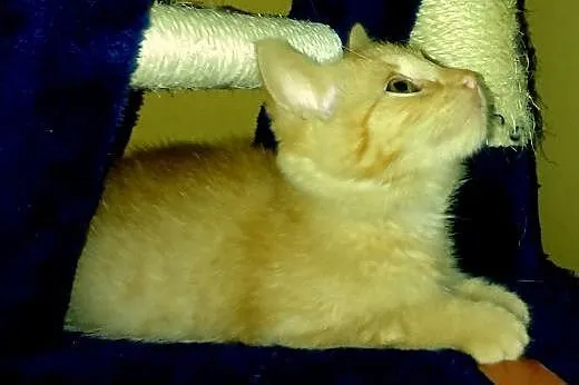 OLE poleca się do adopcji,  mazowieckie Warszawa