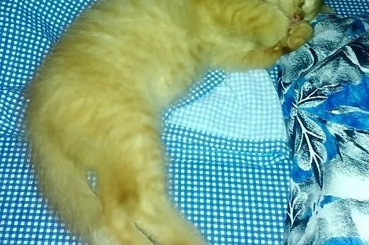 OLE poleca się do adopcji,  mazowieckie Warszawa
