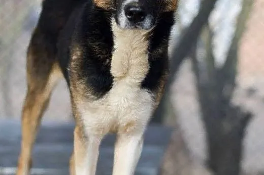 Riko, dostojny indywidualista do adopcji!,  Kundelki cała Polska