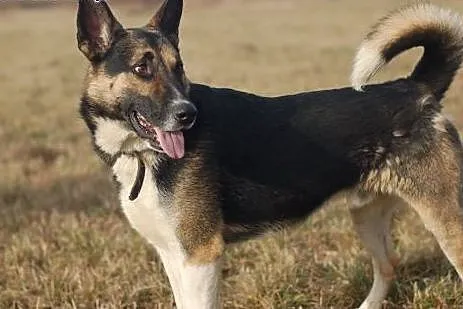 Riko, dostojny indywidualista do adopcji!,  Kundel