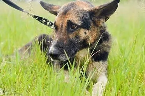 Riko, dostojny indywidualista do adopcji!,  Kundel