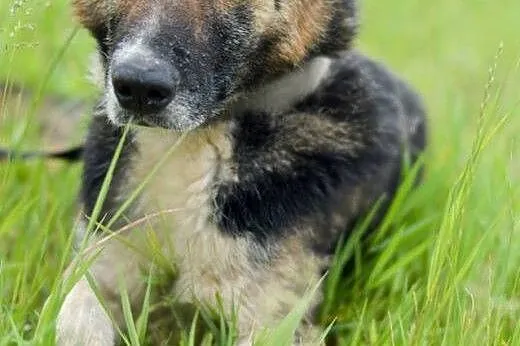 Riko, dostojny indywidualista do adopcji!,  Kundel