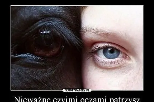 Nie oddawaj konia na rzeż