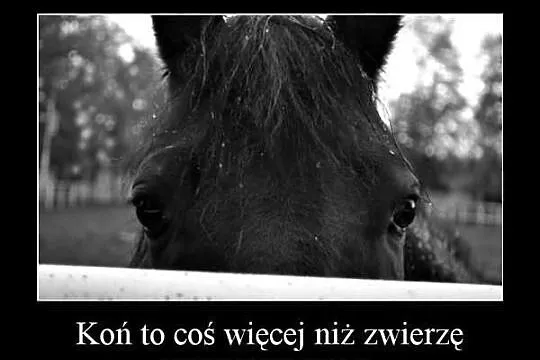 Nie oddawaj konia na rzeż