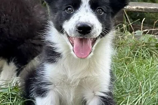 Border Collie-piękne szczenięta, Lubelskie, Nieledew