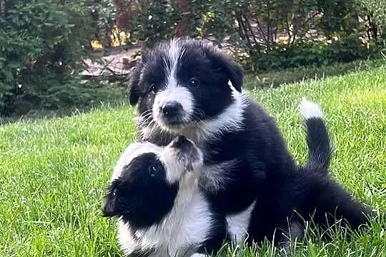 Border Collie-piękne szczenięta, Lubelskie, Nieledew