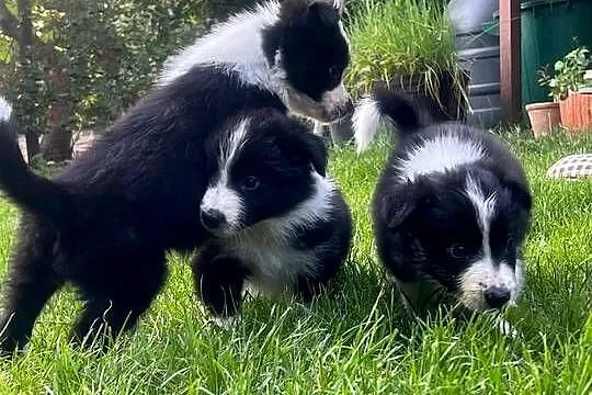 Border Collie-piękne szczenięta, Lubelskie, Nieledew