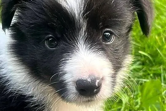 Border Collie-piękne szczenięta, Lubelskie, Nieledew