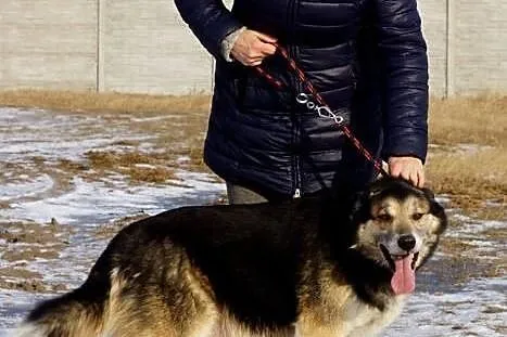 Tiko, przyjacielski, grzeczny psiak szuka domu