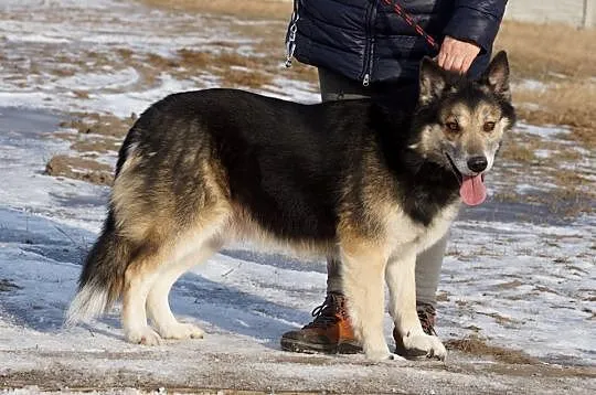 Tiko, przyjacielski, grzeczny psiak szuka domu