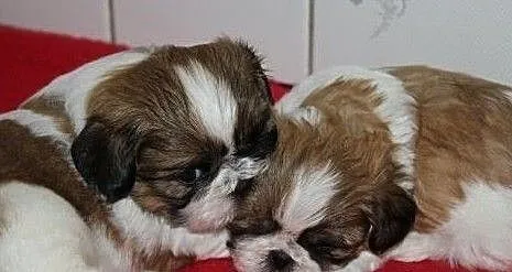 12 tygodniowych szczeniat Shih Tzu, Małopolskie, Kraków