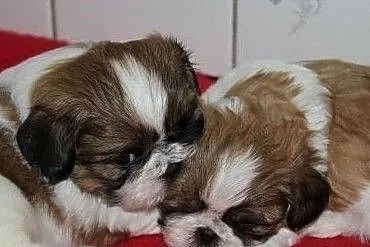 12 tygodniowych szczeniat Shih Tzu, Małopolskie, Kraków