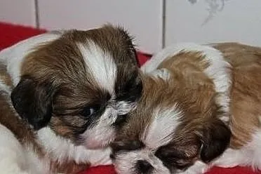 12 tygodniowych szczeniat Shih Tzu, Małopolskie, Kraków
