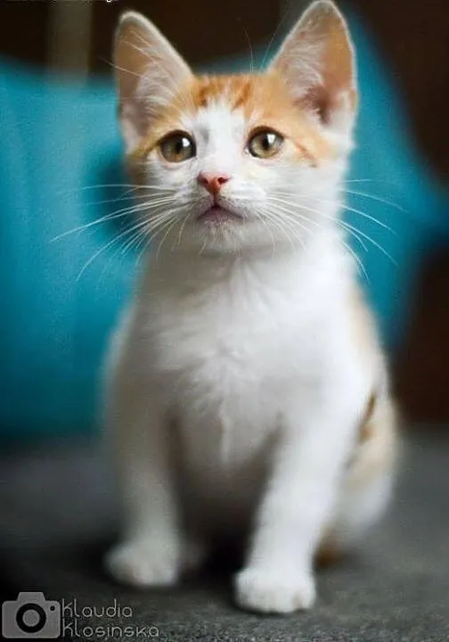 Mercedes, 4 miesięczny, towarzyski KOCIAK do adopc