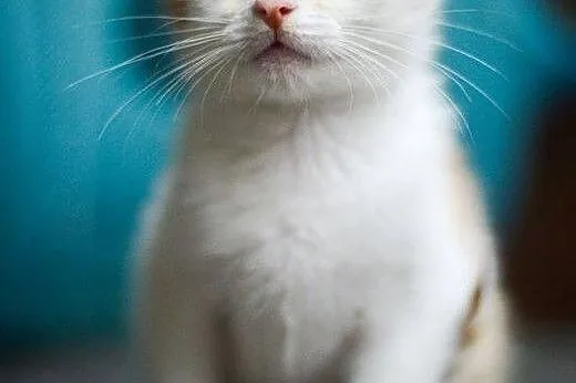 Mercedes, 4 miesięczny, towarzyski KOCIAK do adopc