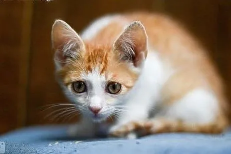 Mercedes, 4 miesięczny, towarzyski KOCIAK do adopc