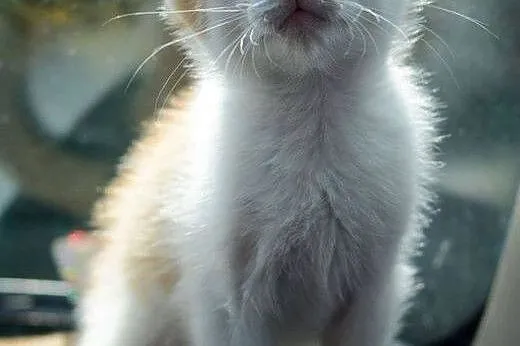 Mercedes, 4 miesięczny, towarzyski KOCIAK do adopc
