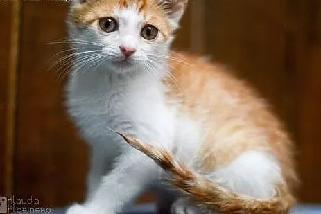 Mercedes, 4 miesięczny, towarzyski KOCIAK do adopc