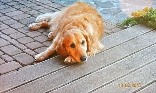 Golden Retriever FIONA - do adopcji, warmińsko-ma