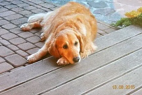 Golden Retriever FIONA - do adopcji, warmińsko-mazurskie Mikołajki