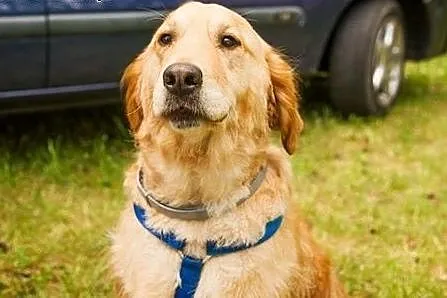 Golden Retriever FIONA - do adopcji,  warmińsko-ma