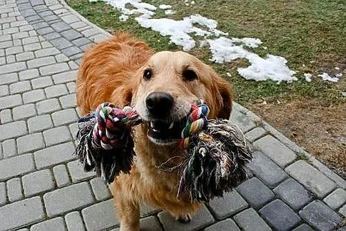 Golden Retriever FIONA - do adopcji,  warmińsko-ma