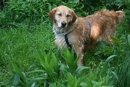 Golden Retriever FIONA - do adopcji,  warmińsko-ma