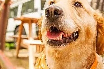 Golden Retriever FIONA - do adopcji,  warmińsko-ma