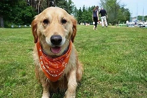 Golden Retriever FIONA - do adopcji,  warmińsko-ma