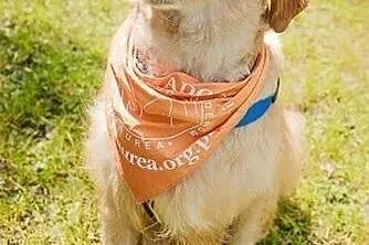 Golden Retriever FIONA - do adopcji,  warmińsko-ma