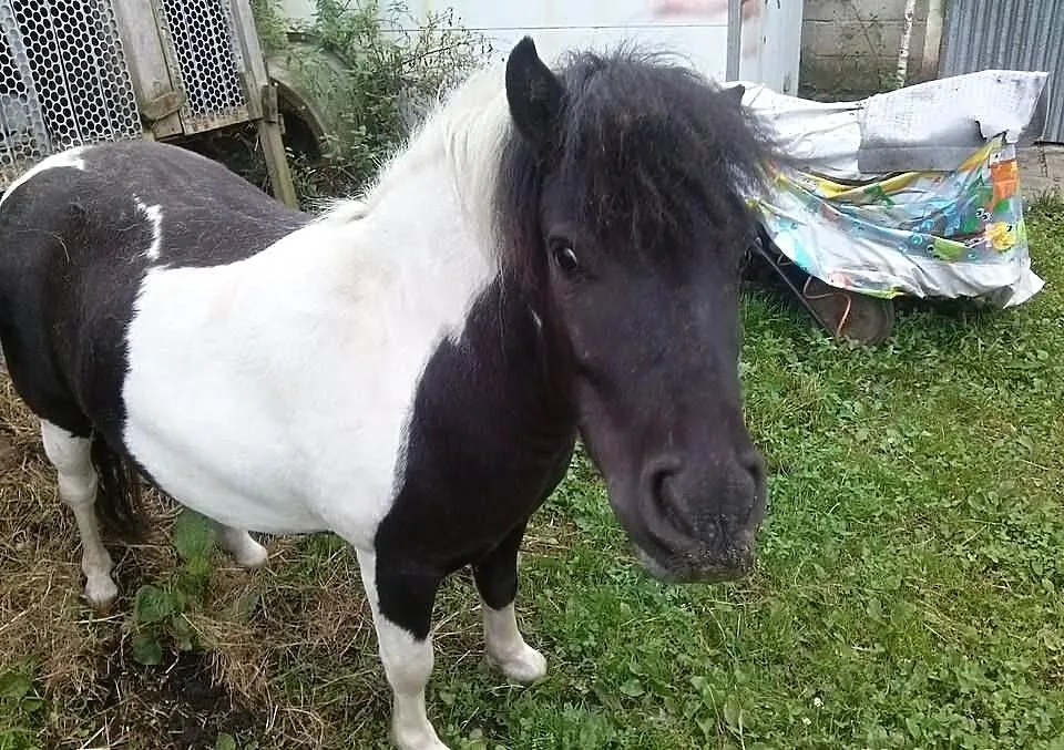 Sprzedam klacz KUC SHETL 5-letnia