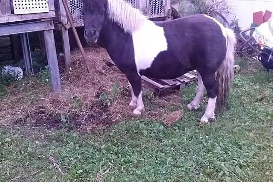 Sprzedam klacz KUC SHETL 5-letnia