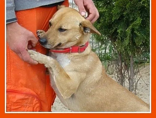 DIESEL-średni 12 kg,przyjazny,łagodny,wesoły piese