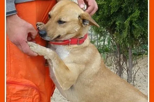 DIESEL-średni 12 kg,przyjazny,łagodny,wesoły piese