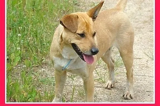 DIESEL-średni 12 kg,przyjazny,łagodny,wesoły piese