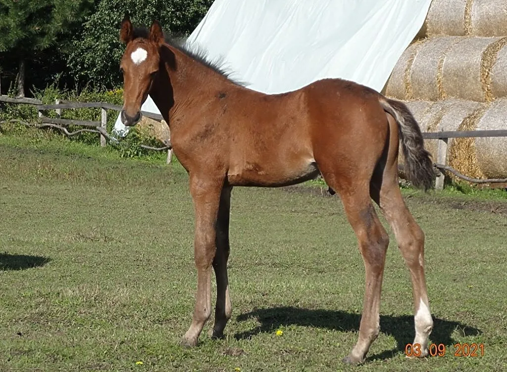 Ogier po CRUNCH (Clarimo), ,
