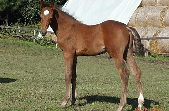 Ogier po CRUNCH (Clarimo), , 