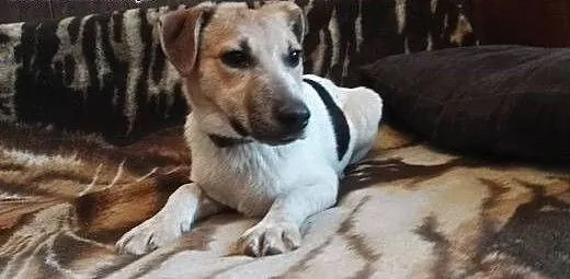 Klakson młody psiak w typie JRT, mazowieckie Wars