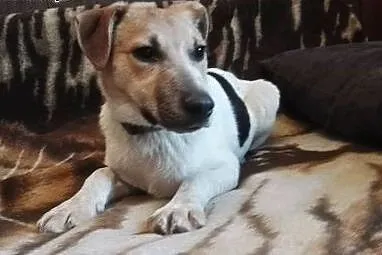 Klakson młody psiak w typie JRT, mazowieckie Warszawa