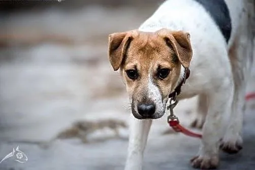 Klakson młody psiak w typie JRT,  mazowieckie Wars