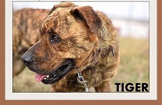 TIGER,duży,pręgowany,przyjazny,spokojny pies.ADOPC