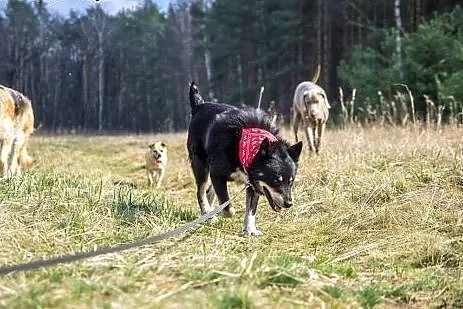 KAPSEL większy, uroczy, wrażliwy psiak szuka spoko, Wrocław