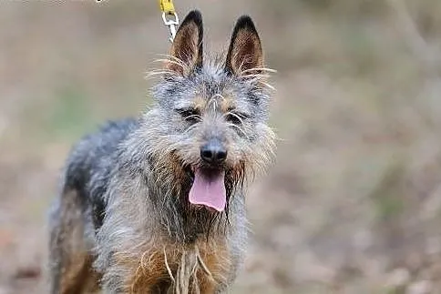 Adoptuj szorściaka! Odi czeka!,  mazowieckie Warsz