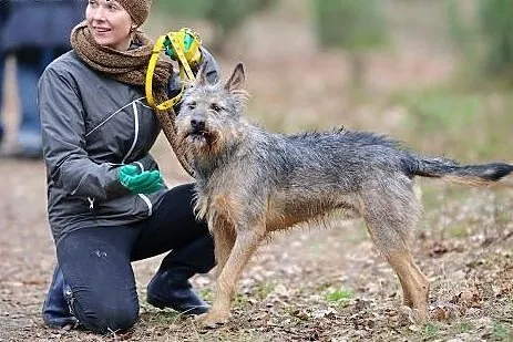 Adoptuj szorściaka! Odi czeka!,  mazowieckie Warsz