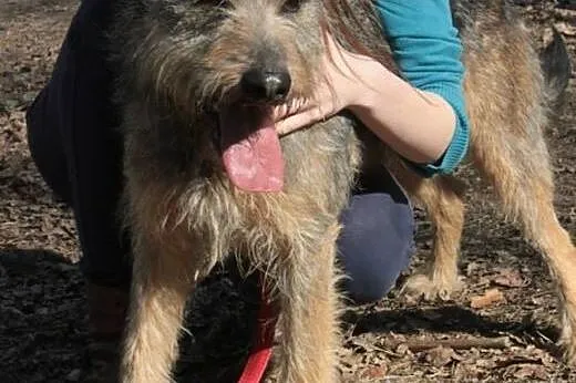Adoptuj szorściaka! Odi czeka!,  mazowieckie Warsz