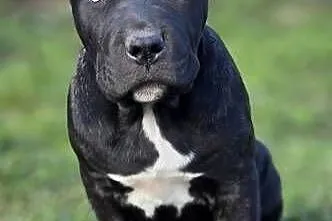 American Bandog American